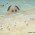 Les Sandys